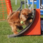 P4220005flyball